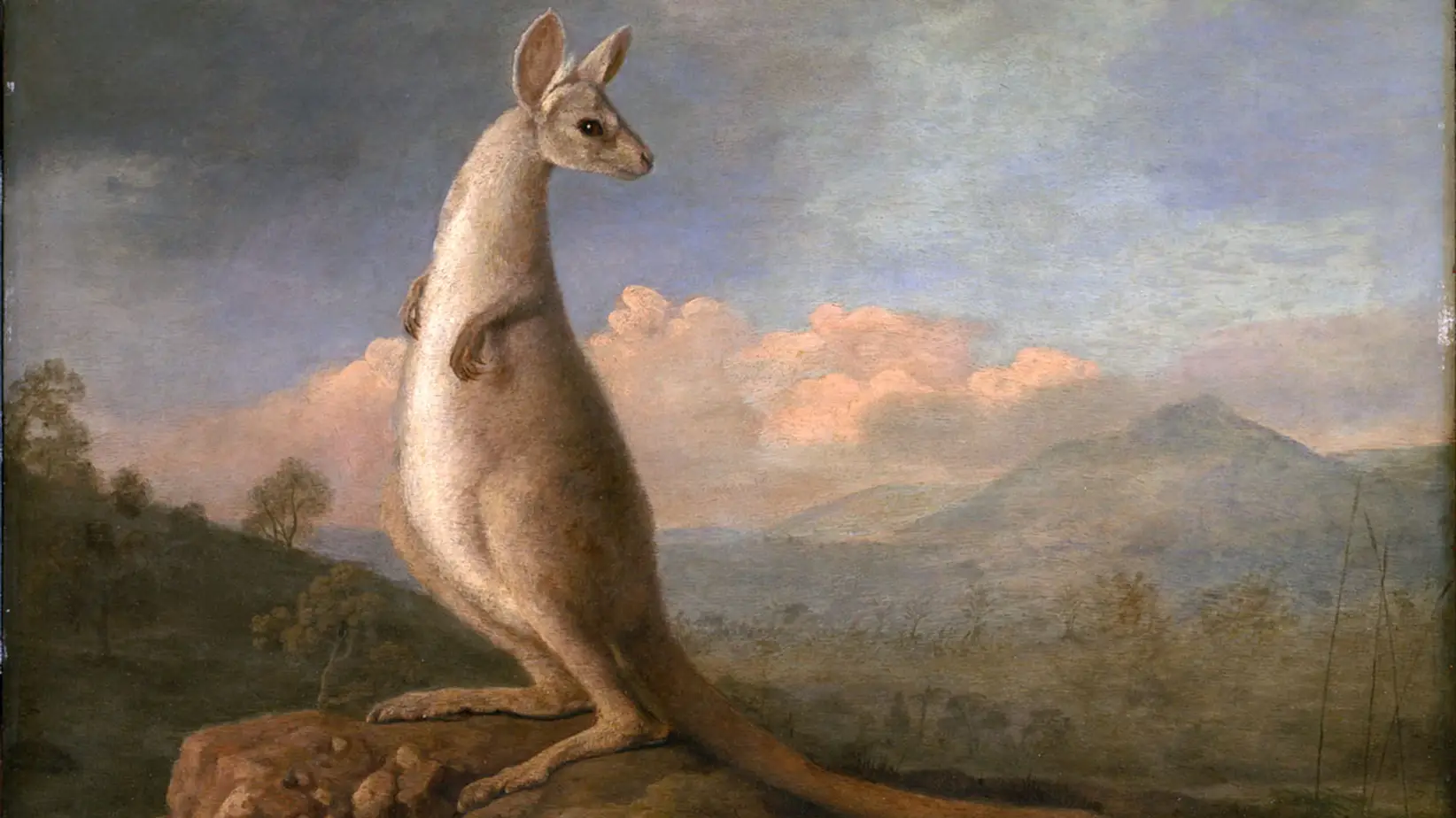 Gemälde von George Stubbs, 1772. Es zeigt ein australisches Känguru, gestaltet nach Aufzeichnungen und Zeichnungen, die auf Weltumsegler James Cooks Reise entstanden.