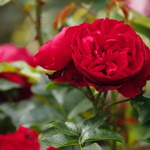 Ein Bild einer roten Rose.