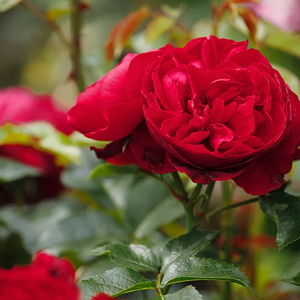 Ein Bild einer roten Rose.